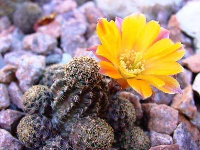 Rebutia_diersiana